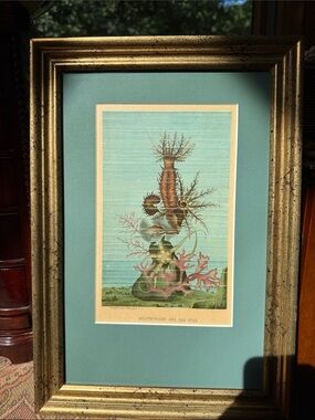 Antique Sea Star and Holothurians Print